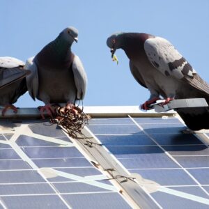 Pesky Pigeons on Solar Panels